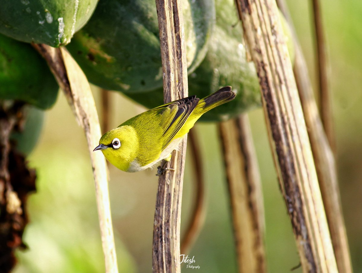 Indian White-Eye🐦👀
#Bird #birdsofuttarakhand #birds_illife #topbirdphoto #rawphotography #rawbirds #rawallnature #Luv4Wilds #uttarakhand #india