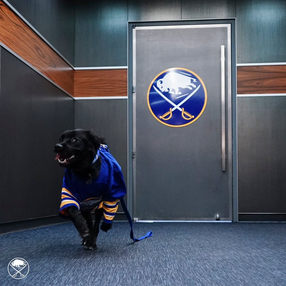 Meet Rick! 🐾

We are thrilled to announce our partnership with <a href="/WNYHeroes/">WNYHeroes</a> and their Pawsitive for Heroes program to make Rick a member of the Sabres family this season.

Learn more: bufsabres.co/MeetRick
