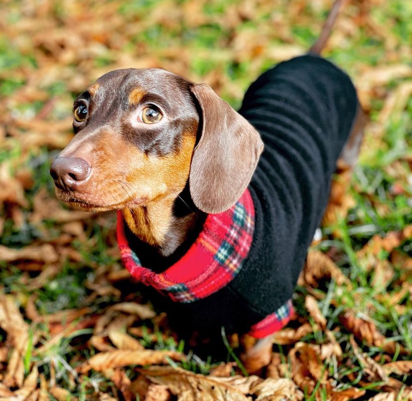 balhamnewsie's tweet photo. #DogsOfTootingCommon Cooler weather means dogs in jumpers! How cute does @dexter_the_dachs (Instagram) look in his new cosy fleece? π#Balham https://t.co/k4gNcz6d9N