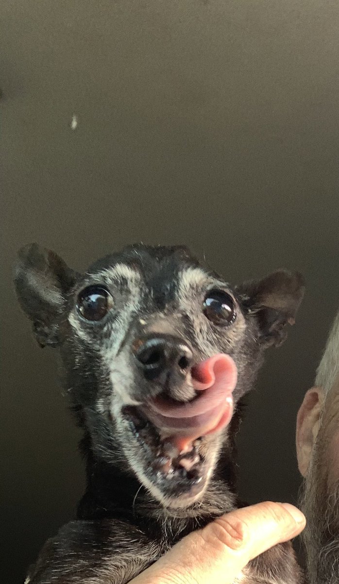 dcwingate's tweet photo. Diamond &amp; Dallas Twinning 🐾🐾👅
Like sister like brother for #TongueOutTuesday 🐾🐾🤣
#GrayFaceMafia #DogsofTwittter #AdoptDontShop #daddyspotato #LilBigManD #ToT https://t.co/6G08hhahoG
