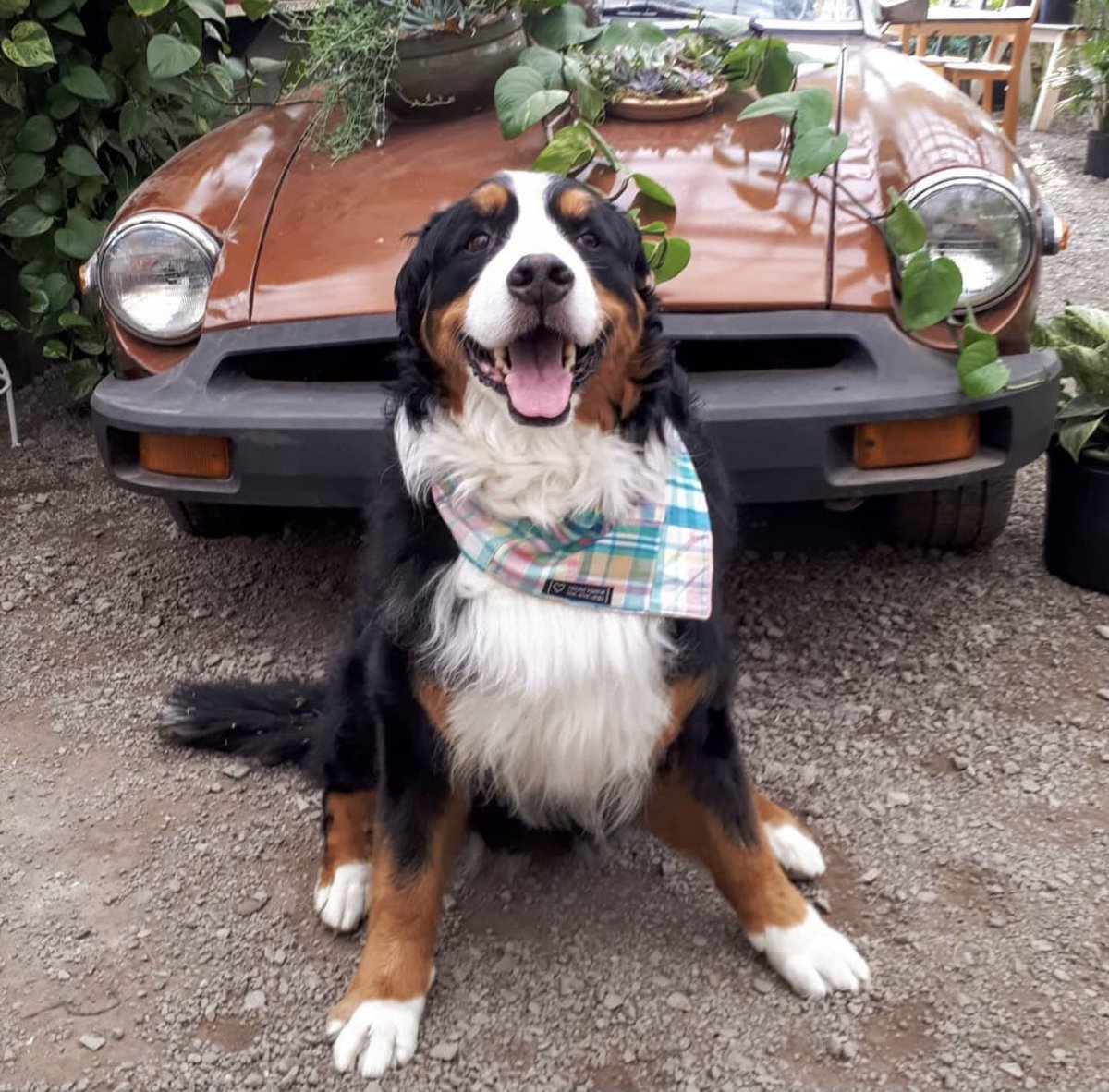 she now has on a plaid pastel bandana and is sitting in front of a classic car