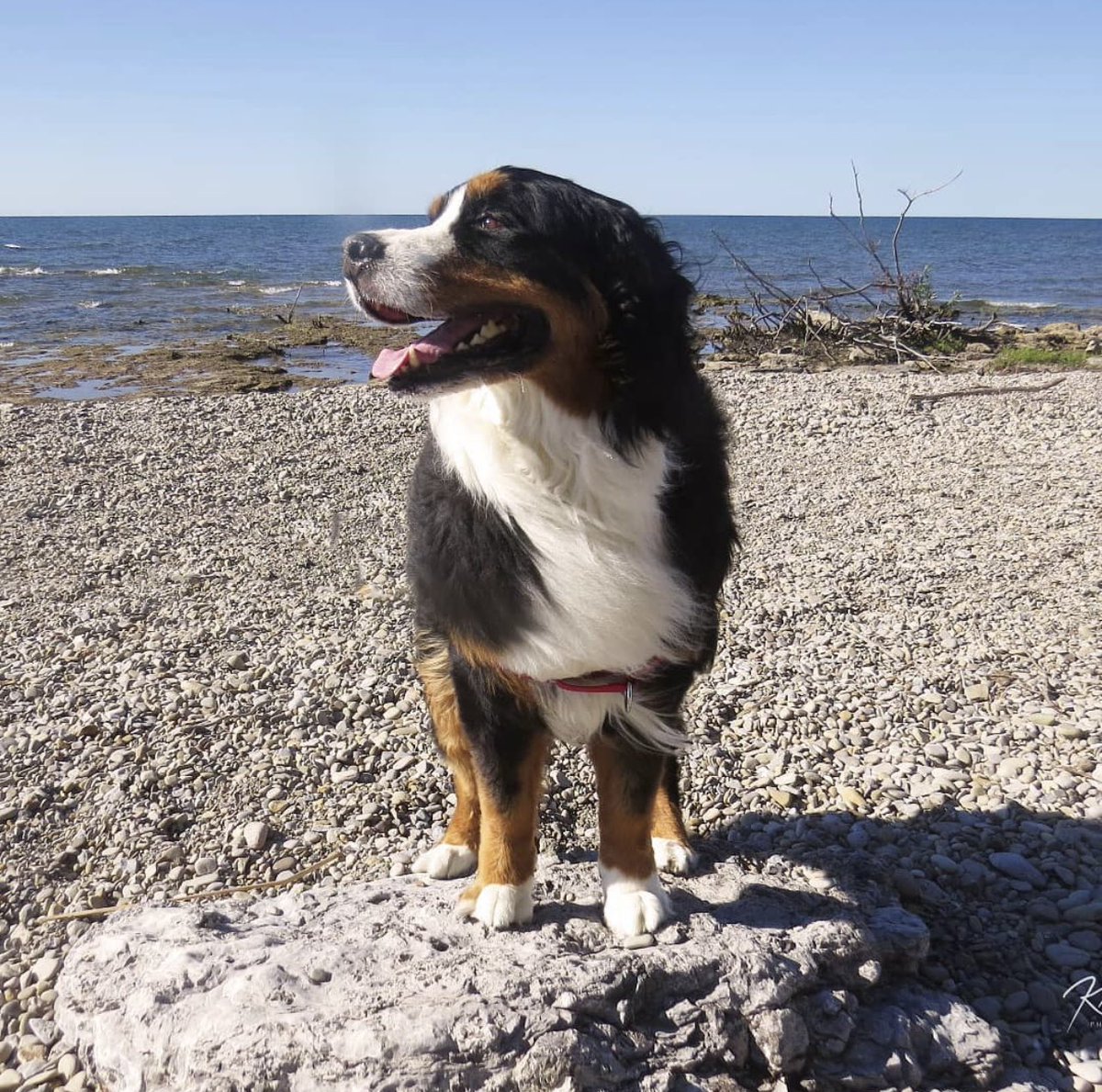 nova on a rocky beach. wind blowing her chest floof