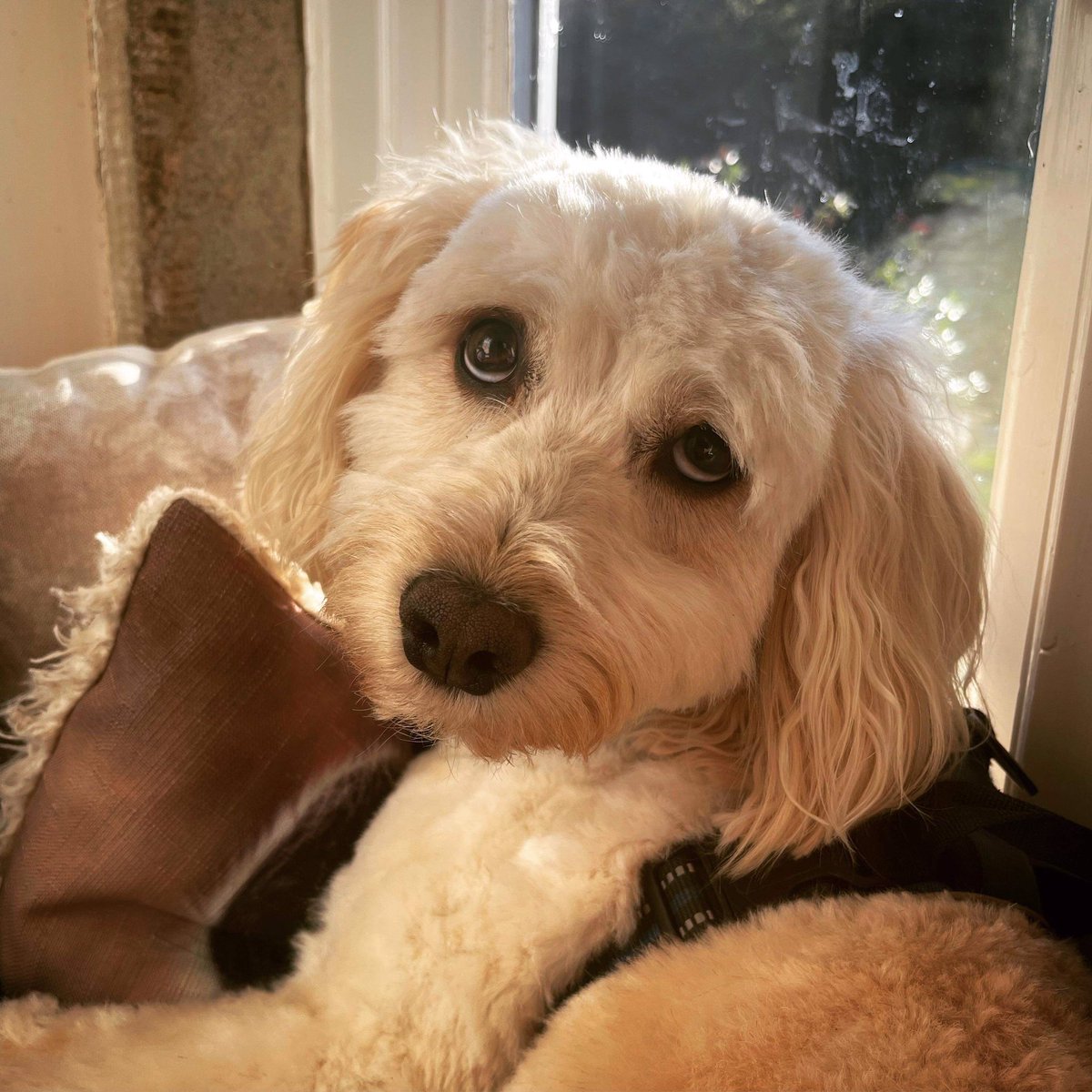 Any chance of some attention over here 👀🐕🤷‍♀️ #cockapoo #cockapoopuppy #puppy #cockapoolife #cockapoolove #dog #puppylove #dogs #cockapooclub #dogstagram #corner #cockapoodaily #doglife #dogoftheday #cockapoocrazy #cockapoos
