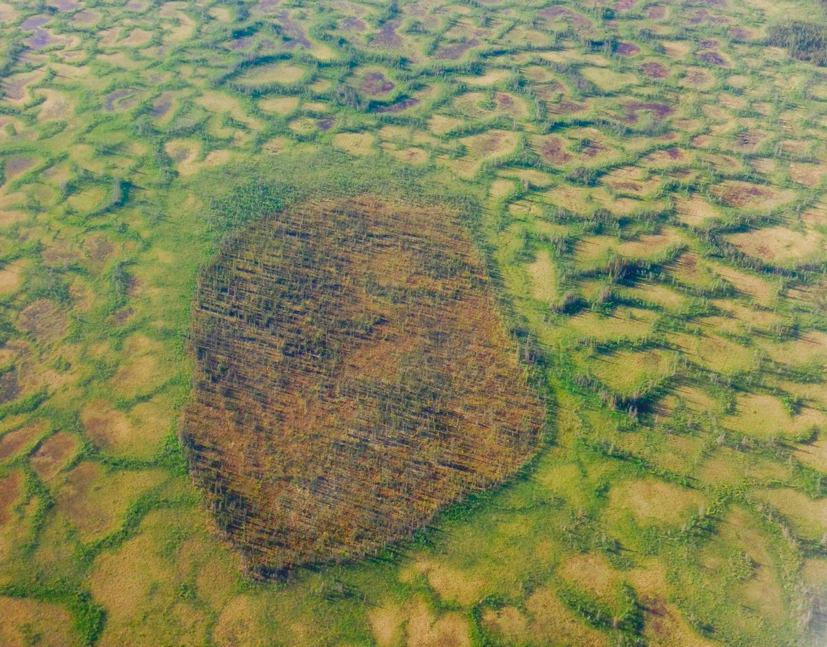 queenofpeat's tweet photo. If you describe peatlands as "fossil fuels for the future", I'm coming for you.....
Protect peatlands and peatlands will protect us. There is no safe climate without conserving and respecting peatlands. #COP26 https://t.co/zM49WZxKR0