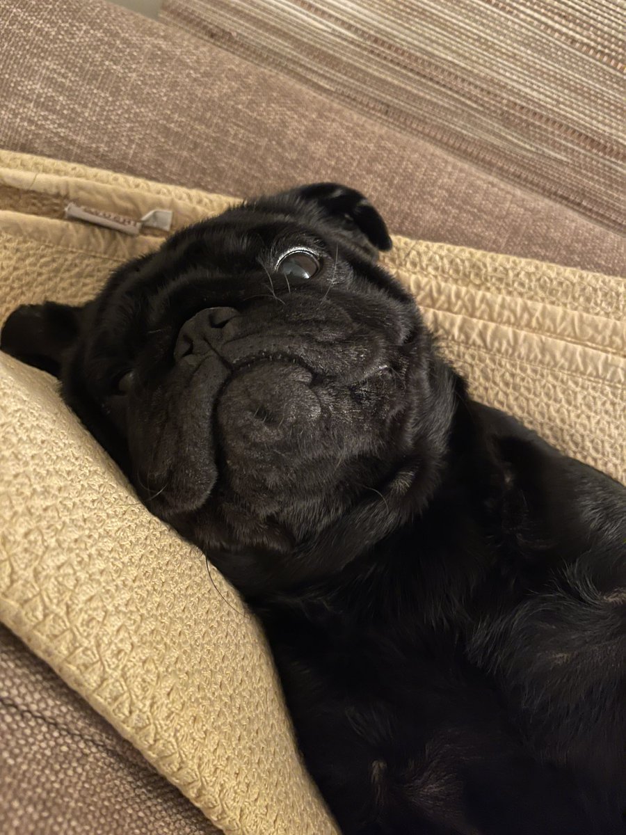 Human. I will take over your Brain!!