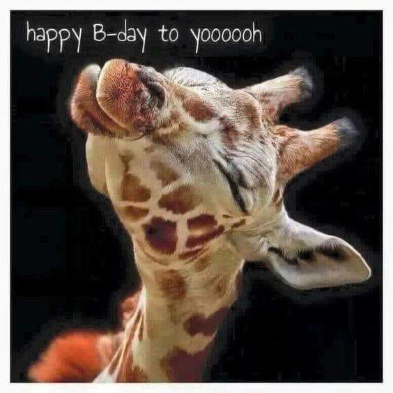 WishAndrew's tweet photo. @derekwilson979 Happy birthday lass 🥂🥂🍰 https://t.co/zATilC7RQN