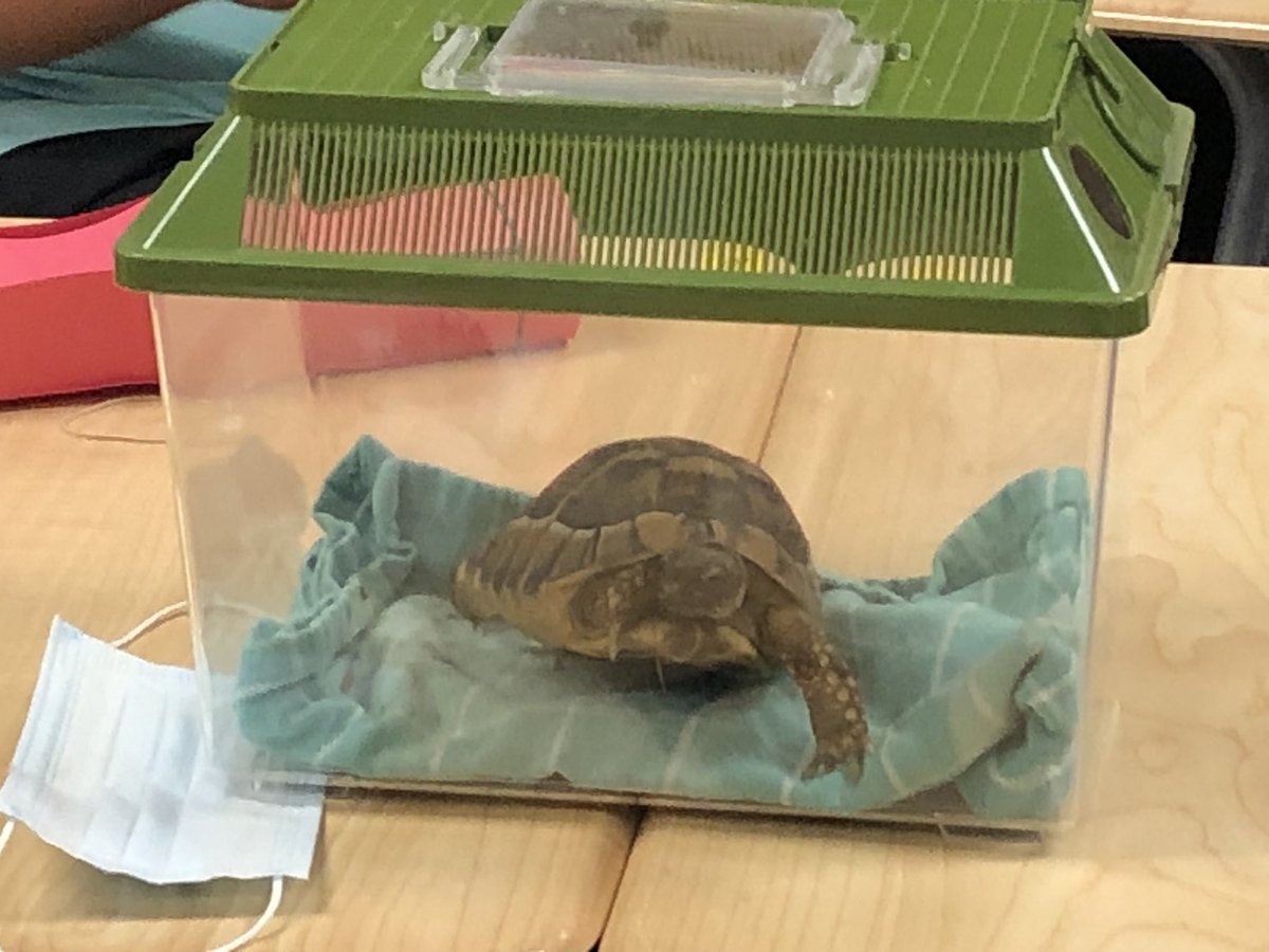 Carolyn Bracksieck (@cbracksieckgrhs) on Twitter photo Pura Vida! Today 3rd period AP Spanish went to Costa Rica!! Even had a special visitor for CR. #hermantheturtle <a href="/WeAreGRHS/">@WeAreGRHS</a> <a href="/LOTELAMARCisd/">Lamar CISD World Languages</a> Pura Vida! Today 3rd period AP Spanish went to Costa Rica!! Even had a special visitor for CR. #hermantheturtle <a href="/WeAreGRHS/">@WeAreGRHS</a> <a href="/LOTELAMARCisd/">Lamar CISD World Languages</a>
