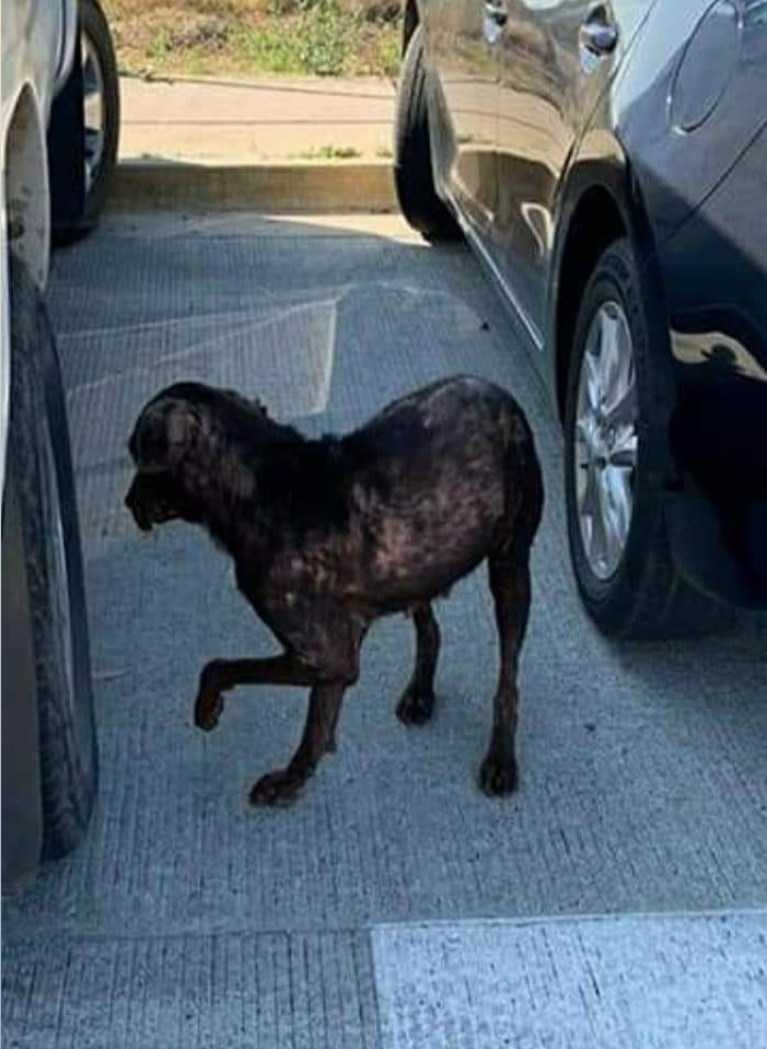 PatitasGdl 🐶 tweet media