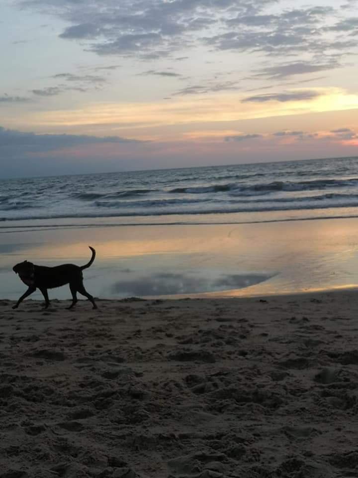 PatitasGdl 🐶 tweet media