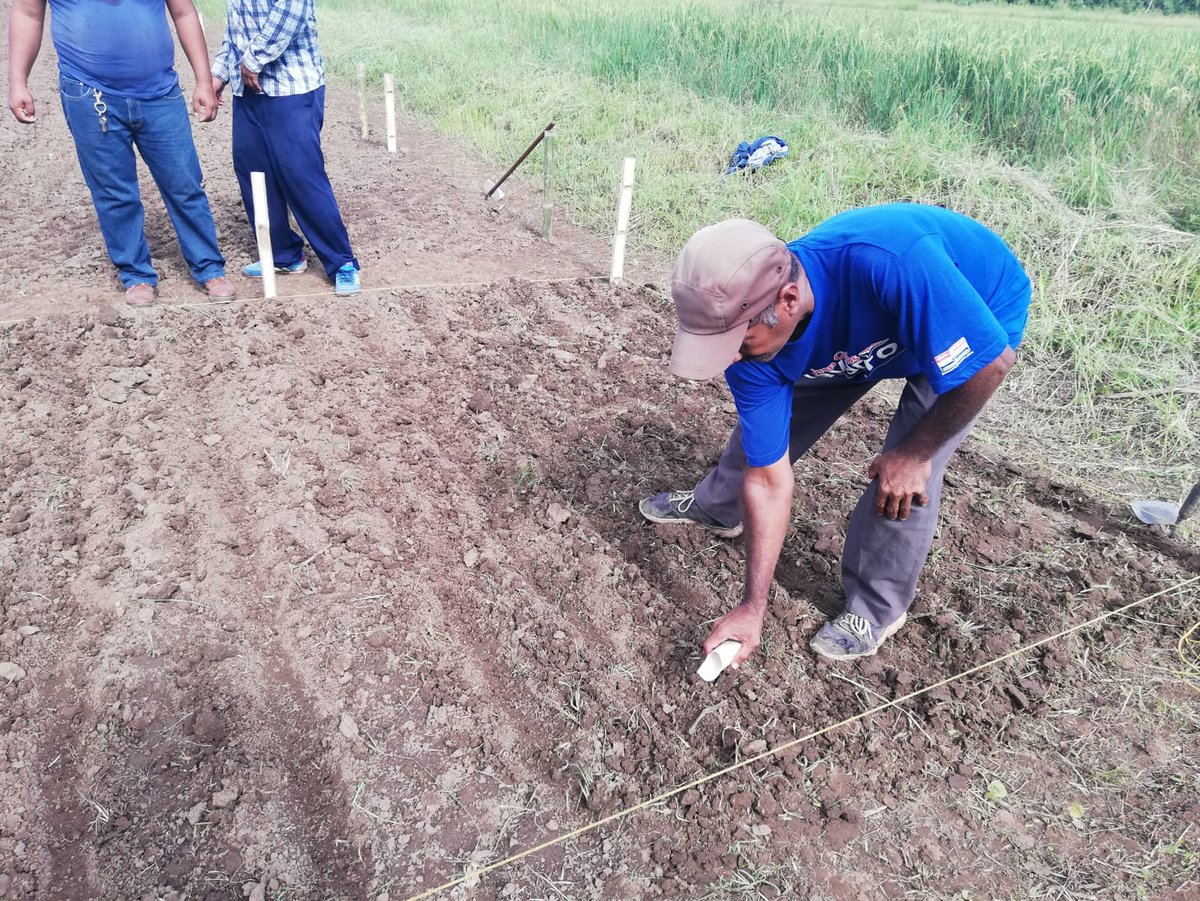 arrozFLAR's tweet photo. Gracias a la alianza con #FUNPARROZ, en el Centro de Enseñanza e Investigación Agropecuaria de Chiriquí #CEIACHI, de la Facultad de Ciencias Agropecuarias @UNIVERSIDAD_PMA🇵🇦, sembraron germoplasma @arrozFLAR que será evaluado y seleccionado para la obtención de nuevas variedades https://t.co/29f3PG2Biv