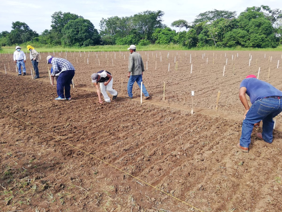 arrozFLAR's tweet photo. Gracias a la alianza con #FUNPARROZ, en el Centro de Enseñanza e Investigación Agropecuaria de Chiriquí #CEIACHI, de la Facultad de Ciencias Agropecuarias @UNIVERSIDAD_PMA🇵🇦, sembraron germoplasma @arrozFLAR que será evaluado y seleccionado para la obtención de nuevas variedades https://t.co/29f3PG2Biv
