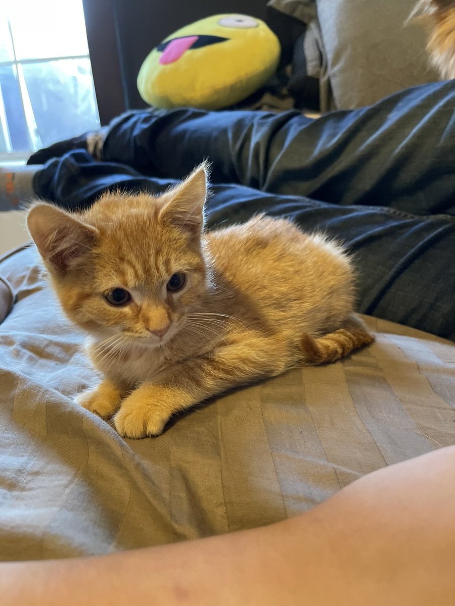 karenmfitzb07's tweet image. We got a new kitty!❤️✨🥺💕 Got any name suggestions? She LOVES cuddles and attention and is super smart. 🥰 Thank you my lovely amazing super awesome boyfriend 🥺 cheeks hurt so much. 🐈 #newkitty #kittynames #bestbirthdayever #ahhhhh #cutenessoverload #whateveryouwantboyfriend