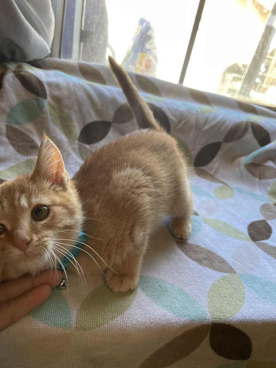 karenmfitzb07's tweet image. We got a new kitty!❤️✨🥺💕 Got any name suggestions? She LOVES cuddles and attention and is super smart. 🥰 Thank you my lovely amazing super awesome boyfriend 🥺 cheeks hurt so much. 🐈 #newkitty #kittynames #bestbirthdayever #ahhhhh #cutenessoverload #whateveryouwantboyfriend