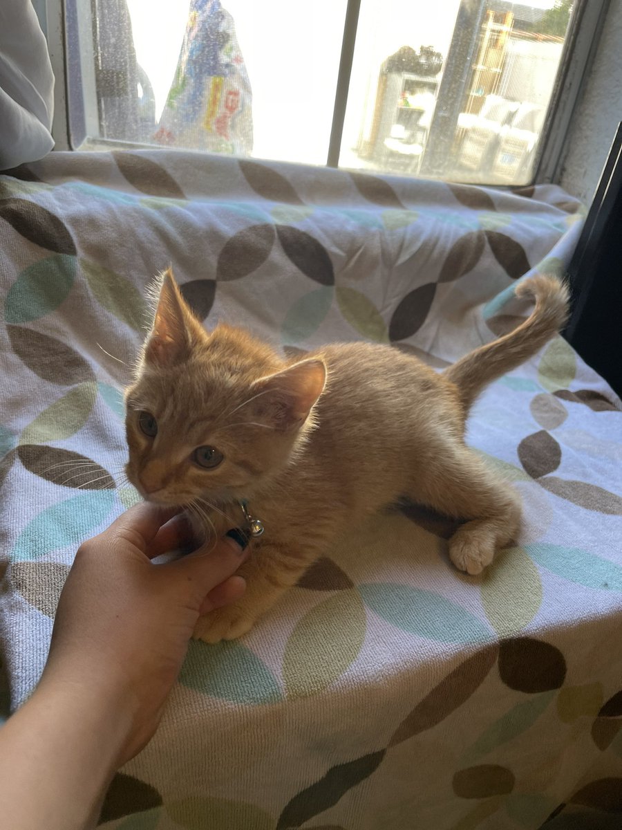 karenmfitzb07's tweet image. We got a new kitty!❤️✨🥺💕 Got any name suggestions? She LOVES cuddles and attention and is super smart. 🥰 Thank you my lovely amazing super awesome boyfriend 🥺 cheeks hurt so much. 🐈 #newkitty #kittynames #bestbirthdayever #ahhhhh #cutenessoverload #whateveryouwantboyfriend