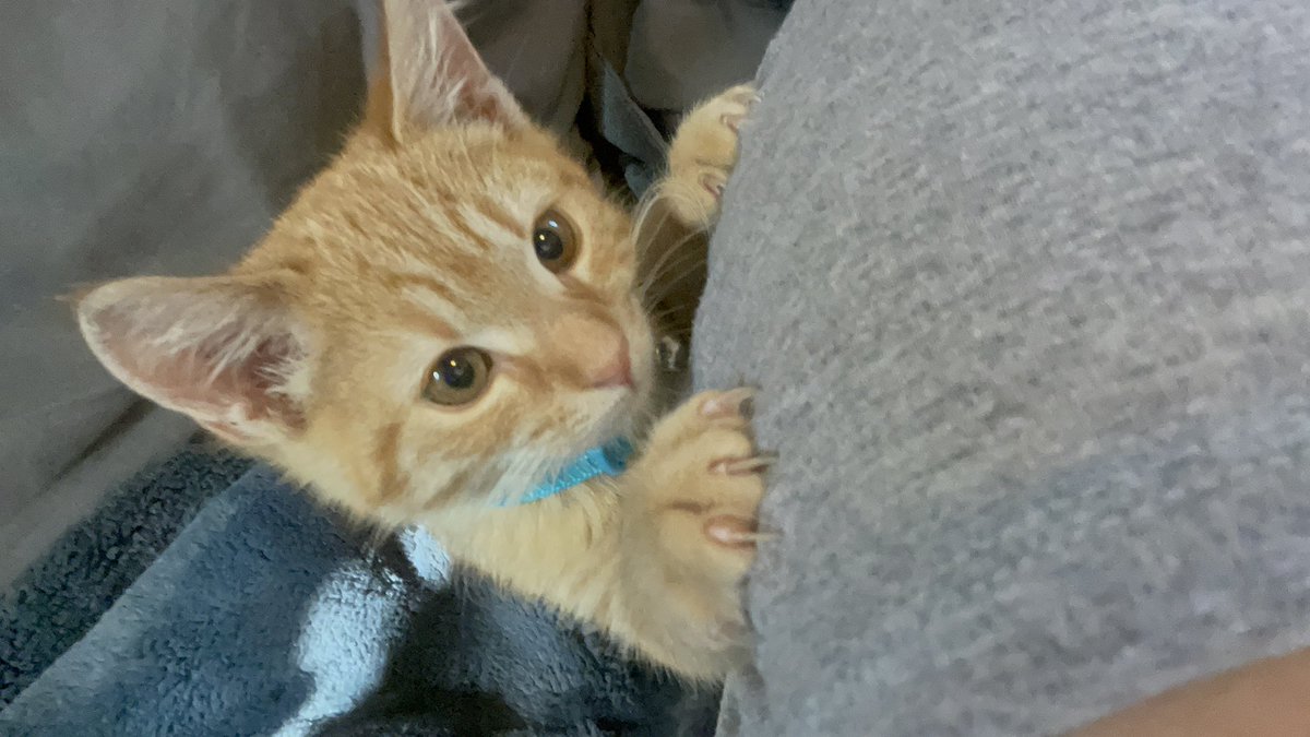 karenmfitzb07's tweet image. We got a new kitty!❤️✨🥺💕 Got any name suggestions? She LOVES cuddles and attention and is super smart. 🥰 Thank you my lovely amazing super awesome boyfriend 🥺 cheeks hurt so much. 🐈 #newkitty #kittynames #bestbirthdayever #ahhhhh #cutenessoverload #whateveryouwantboyfriend