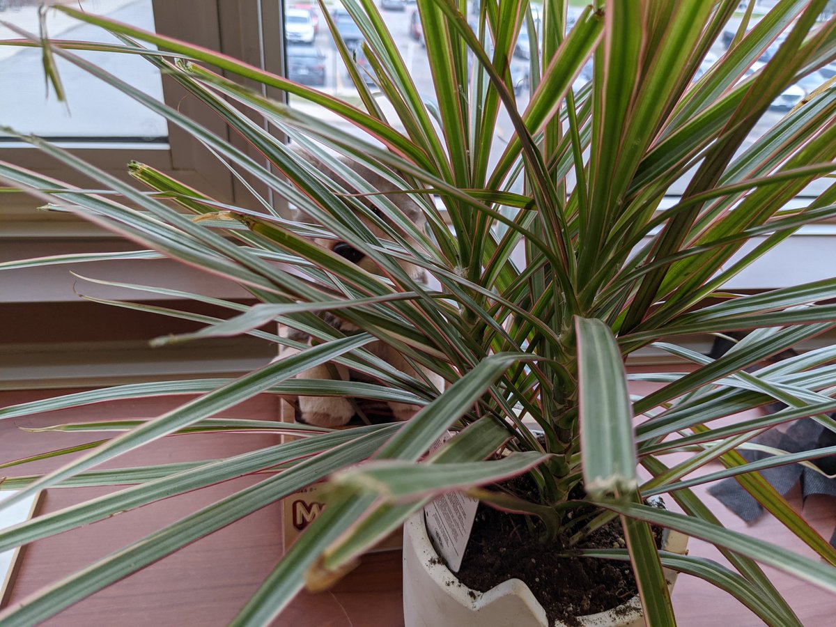 LibraryWCI's tweet image. Can you spot Lupin hiding behind one of our new plants? He thinks he has a green thumb. #BeWolves