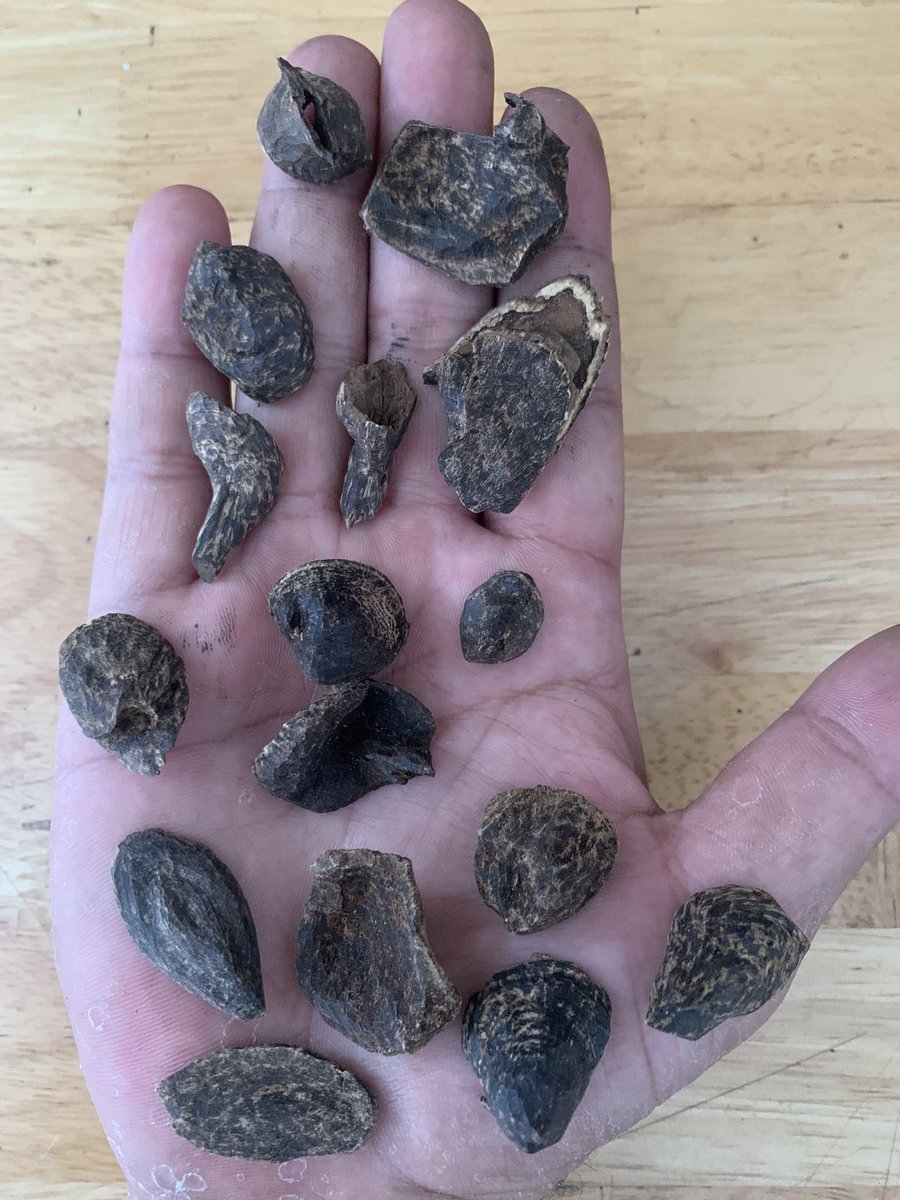 agarwood48st's tweet photo. Underwater 🐚
Very Sweet Smell
Pursat Cambodia 🇰🇭
Natural Oud 🌳
Whatsapp 📲
+855 89 704 476
#oud #oudh #agarwood #cambodiaoud #dubaioud #kuwaitoud #qatar #oman #bestoud #arabicoud #araboud #incense #kuwait #uae #royaloud #UAE #Saudiarabia https://t.co/gyu9tU2dUM