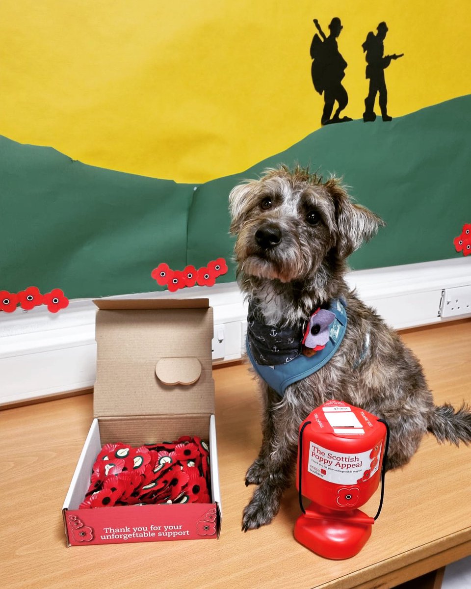 just a couple of days to go before our #remembranceday video assembly. You can get your poppies from our S3 pupils when they visit your classes tomorrow and Thursday. Cosmo has had his on all week 🐶