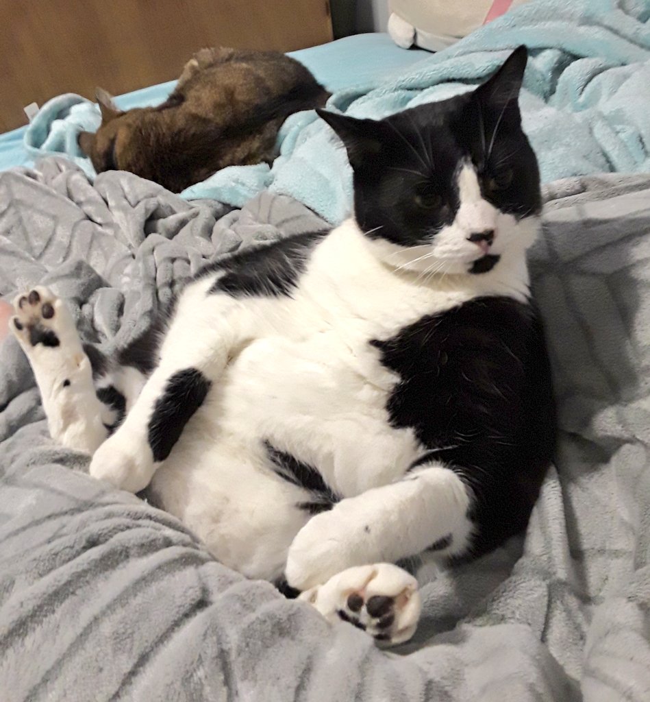CryptCreeperOG's tweet photo. 🐼 #tuesdayvibe #Tuxtuesday #tuxietuesday #CatsOfTwitter #tuxietribe #TuxieGang #kungfupanda https://t.co/TXiZN3nxT4