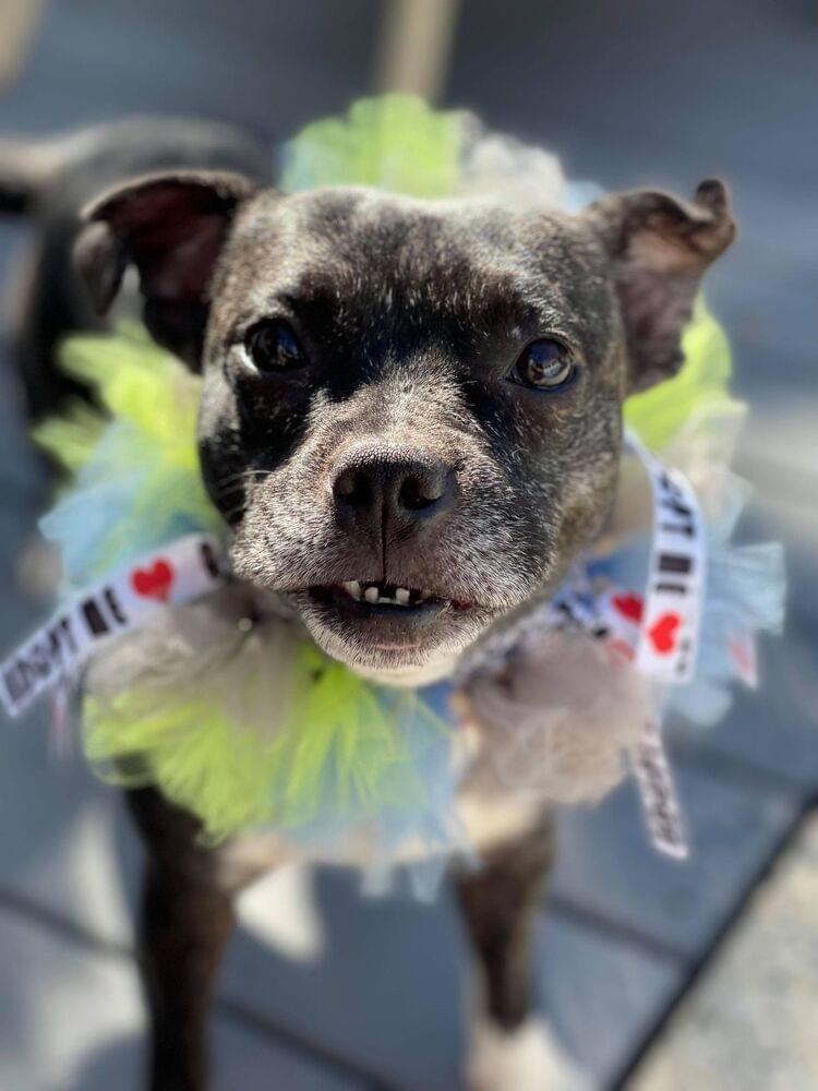 HoundsInPounds's tweet photo. NY/NJ: Please share to help Weezie find her forever home! This amazing girl is being overlooked! ❤️🐶 Weezie is one of the dogs we rescued from the GA hoarding case and we are sure glad we did. She’s a once in a lifetime dog.👇#adoptme #dogsoftwitter https://t.co/W0Kl7QfQCw