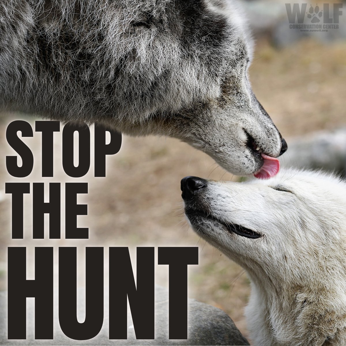 Wolf Conservation Center 🐺 tweet media