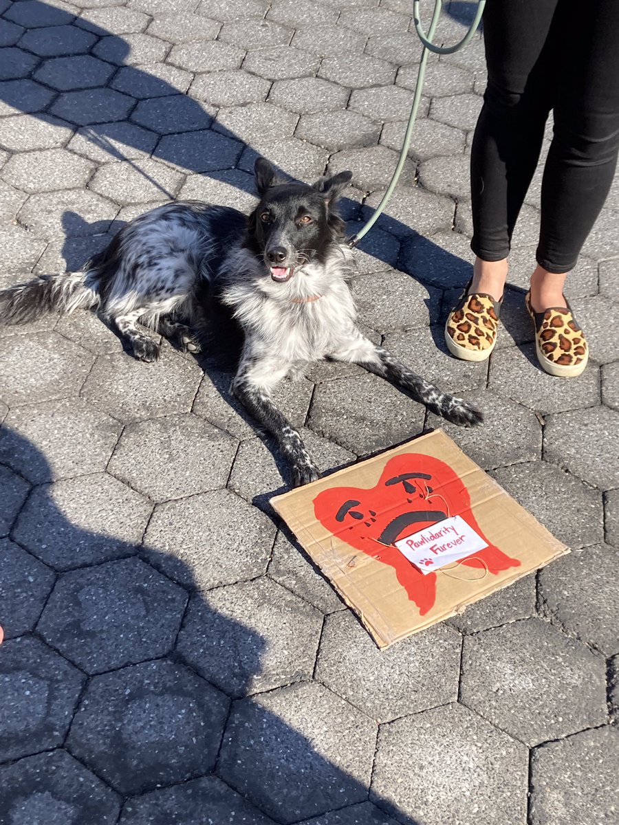 SW_Columbia's tweet image. Some serious #pawlidarity on the picket line today… if we had dental insurance we could all have a cute smile like this floofy union dog! #CUonStrike @Columbia