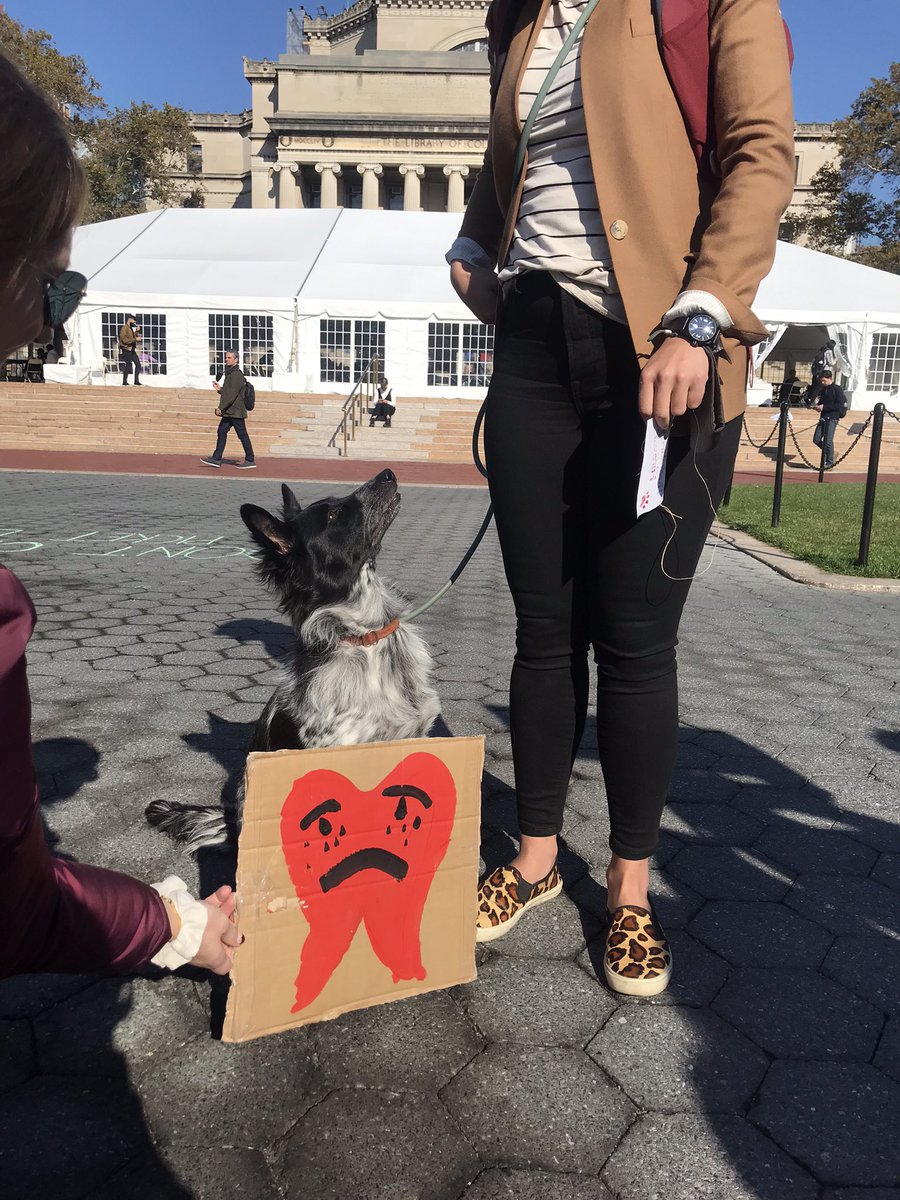 SW_Columbia's tweet image. Some serious #pawlidarity on the picket line today… if we had dental insurance we could all have a cute smile like this floofy union dog! #CUonStrike @Columbia