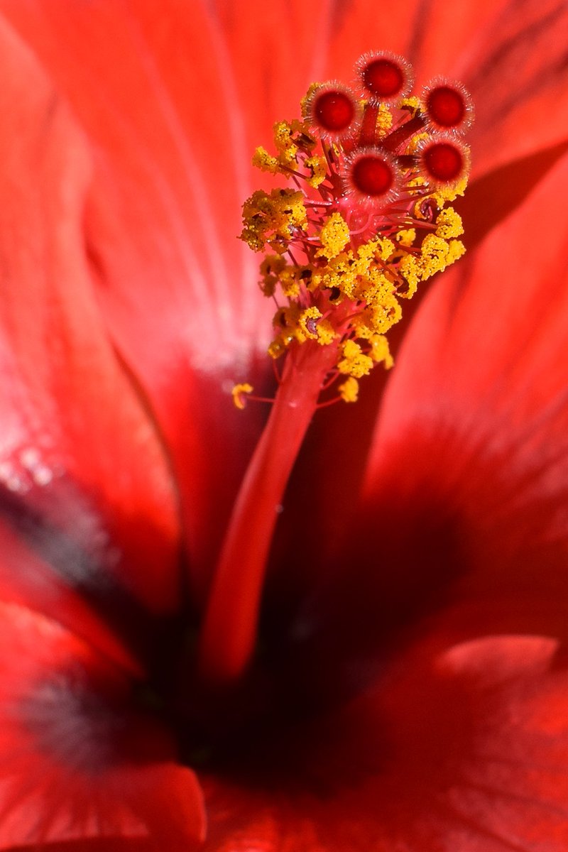 Ildiko_nft's tweet photo. 🌺Hibiscus Macro🌺

0.7 xtz | 3 editions

🌺This is the first piece of a 3 part series: Red Hibiscus
Available on @hicetnunc2000

https://t.co/IT2zeF3KYw

#tezosart #tezosnfts #hendrop https://t.co/pwYMLAVxdK