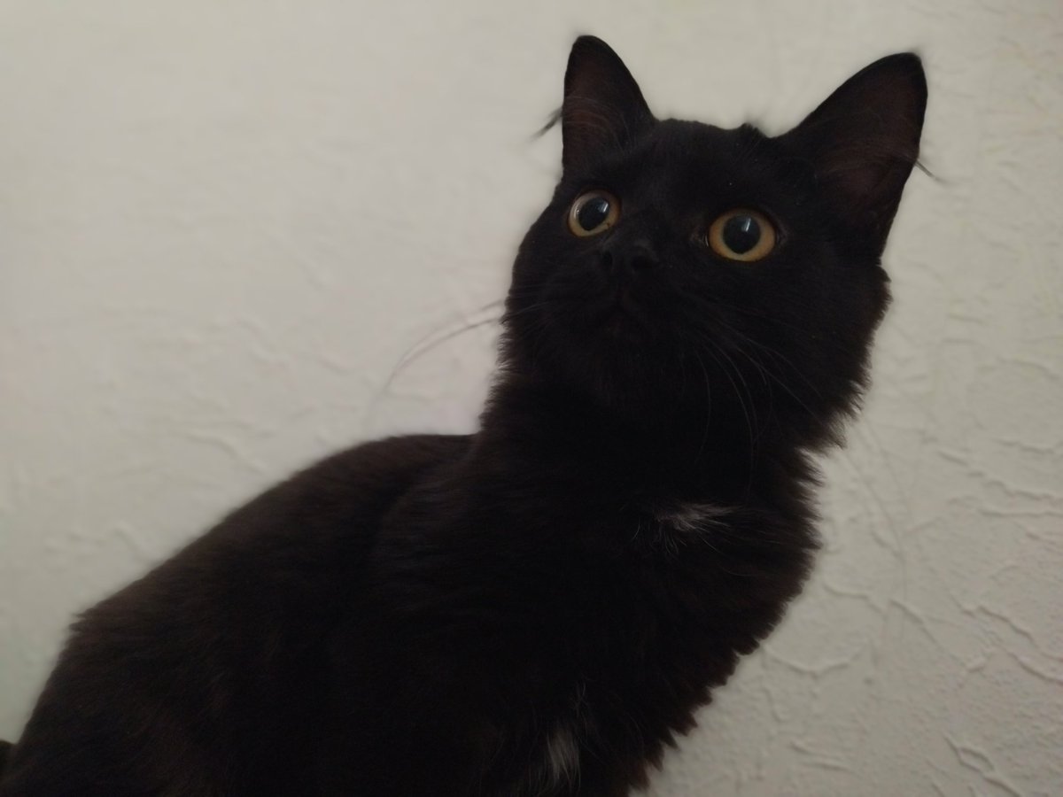 Мой маленький кошмарик😎