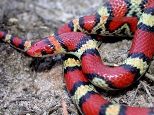 had a dream where one of these tri-colored fuckers bit tf outta me and killed my cat https://t.co/Oj