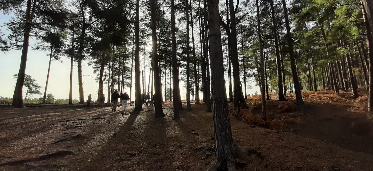 Surrey Hills Society tweet media