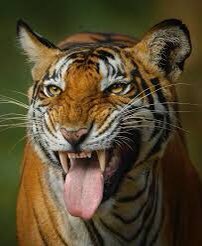 AlisonWildlife's tweet photo. @Dowsonaaron Yep. That’s what it is.
#Flehming #FlehmanResponse https://t.co/SnPjZj4CyS