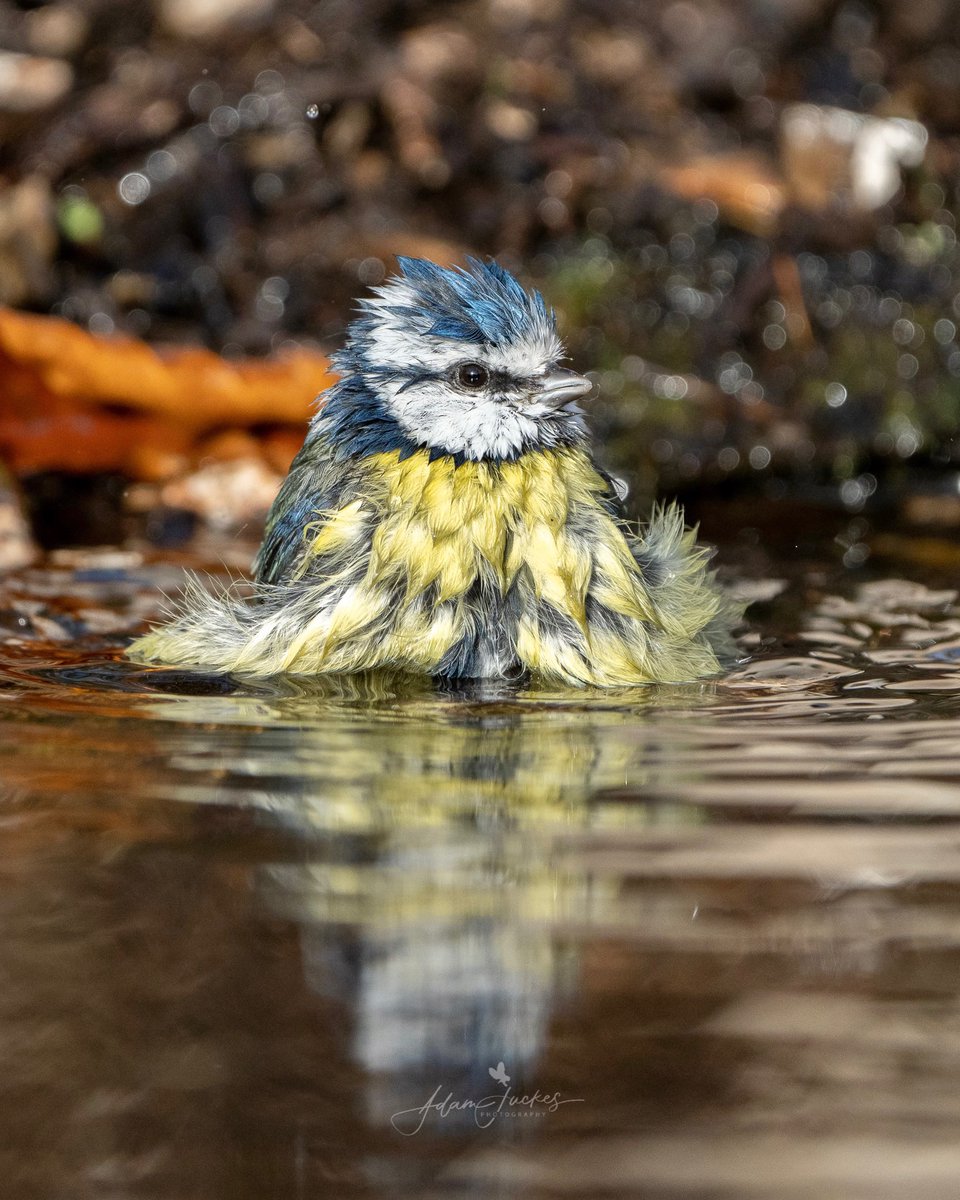 Bath time! #BirdoftheYear #BirdsSeenIn2021 #TwitterNatureCommunity #birdphotography #wildlifephotography @Natures_Voice @SurreyWT @wextweets @BBCCountryfile