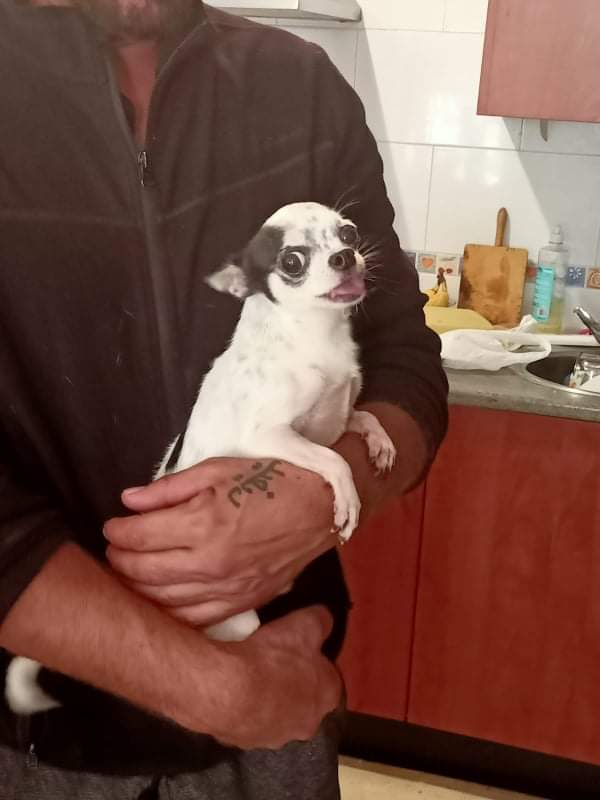 PetsLalinea's tweet photo. SE LLAMA PÍO
TIENE MICROCHIP 
❌#ROBADO ❌
YA SE HA DENUNCIADO 
UNA FURGONETA SE LO HA LLEVADO POR LAS DUNAS, #LALÍNEA
* Se lo ha dicho un hombre  que lo ha visto mientras lo buscaban
➡️ TIENE CHIP ‼️
CONTACTO 677170540
https://t.co/KxW4IquHd2 https://t.co/pmeJNyH9vP