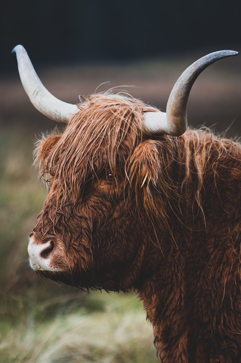 Amber Rose Mills tweet media