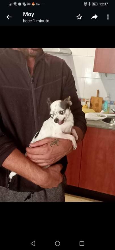 PetsLalinea's tweet photo. SE LLAMA PÍO
TIENE MICROCHIP 
❌#ROBADO ❌
YA SE HA DENUNCIADO 
UNA FURGONETA SE LO HA LLEVADO POR LAS DUNAS, #LALÍNEA
* Se lo ha dicho un hombre  que lo ha visto mientras lo buscaban
➡️ TIENE CHIP ‼️
CONTACTO 677170540
https://t.co/KxW4IquHd2 https://t.co/pmeJNyH9vP