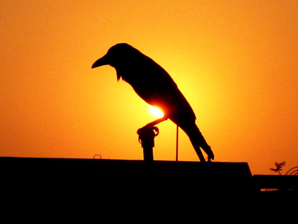 WeirdlyEnoughPC's tweet photo. A study has found that crows don’t only remember faces and hold grudges against people who have wronged them, they also tell their friends and family. https://t.co/EhrAgyMS55