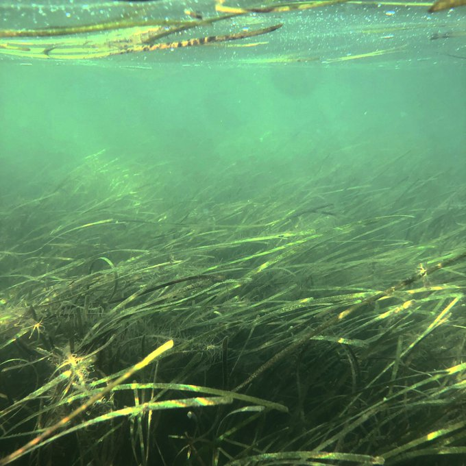 EzraKottler's tweet photo. lush seagrass meadows 
revived through restoration
doubled carbon stocks!

haiku derived from @Karen_McG2's talk on @vcrlter  Carbon Offset Initiative! #OceanOptimism #CERFhaiku #CERF2021 https://t.co/ZDq2b1M1lS