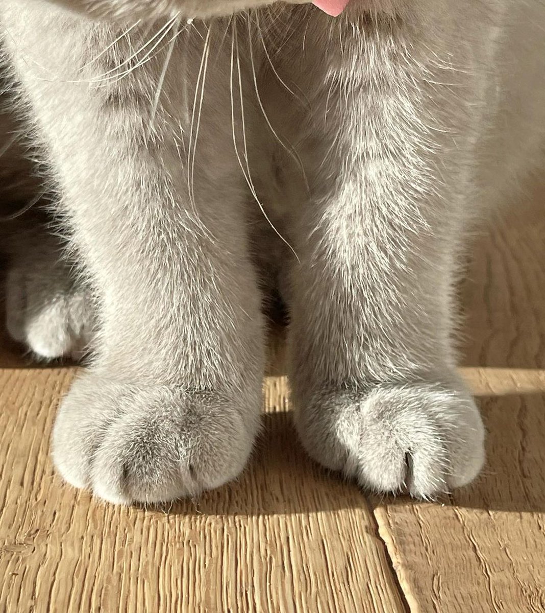 HepperOfficial's tweet photo. Can you spot the blep? 😝😻

photo via insta@albert.and.victoria
#hepper #CatsOfTwitter #cats #CatsofTwittter #catsofinstagram #catstagram #CatsLover #catsoftwitteer https://t.co/BTKOJ8ytca