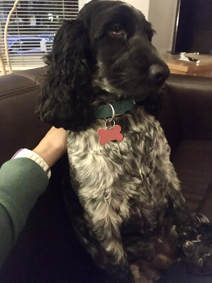 g0disadj's tweet photo. Back scratches for Betty #blueroancockerspaniel https://t.co/YnQwf5kB4m