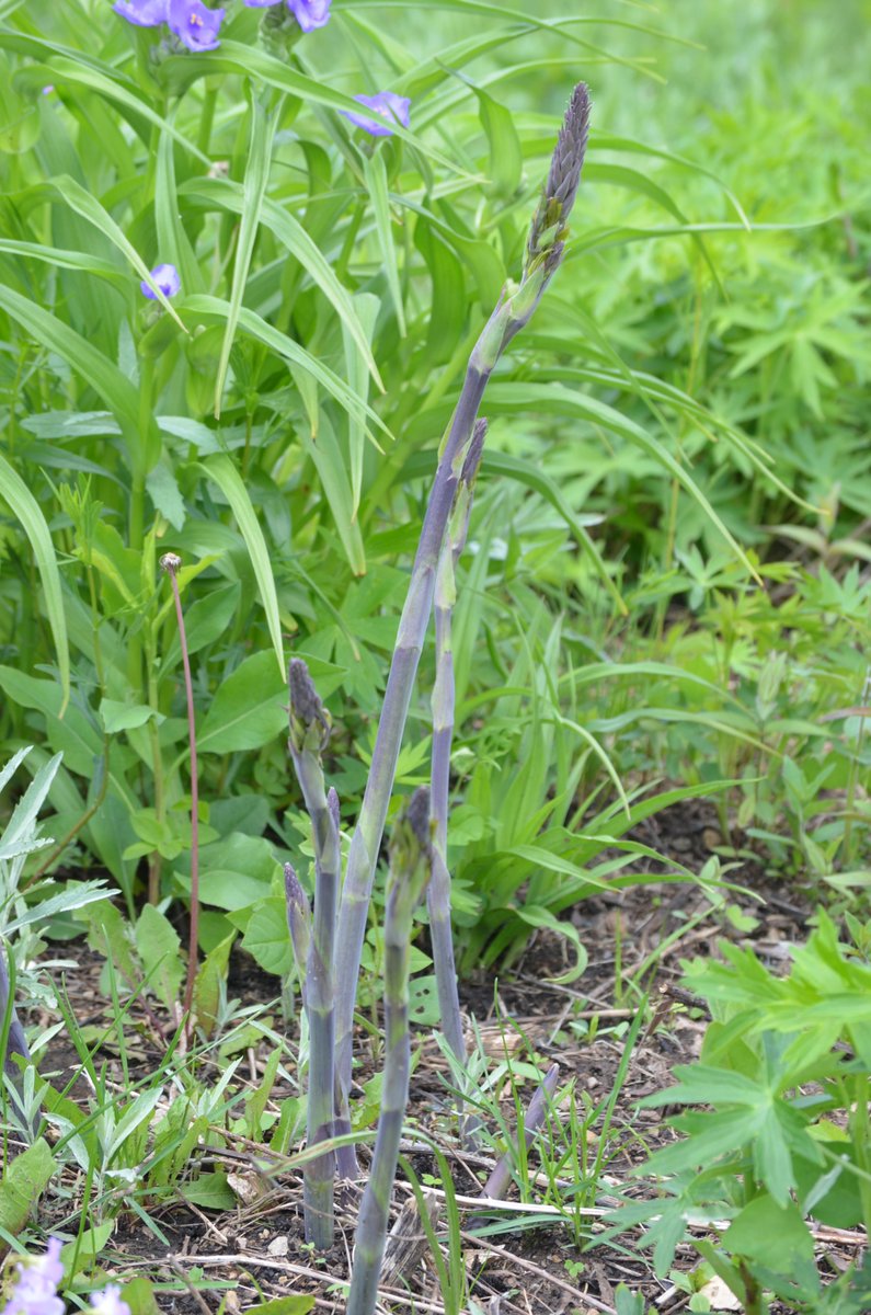 PrairieMoonNrsy's tweet photo. This year's growth will tumble away leaving room for the asparagus-like stems to push up and start the cycle anew in the springtime. #ChooseNativePlants #PrairiePlanting #PollinatorGarden #Fall #FallColor #NativePlants https://t.co/gG6nbddQ28