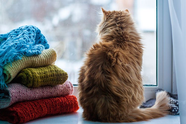 RichHillAH's tweet photo. Less natural light and more cold weather stimulates appetites of indoor and outdoor cats, although indoor cats live in temperature-controlled environments. Check with your vet on how to maintain optimum #catHealth and weight during winter. #animalHospital https://t.co/FhwjkqkorJ https://t.co/kSVSIoI0sJ