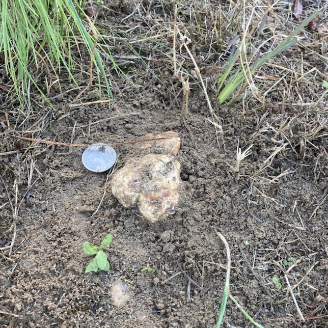 We just found the first #truffle in an orchard that we planted only 2.5 years ago.  The tree was grown from seed, inoculated, and cared for entirely by our staff at Burwell Farms.  #whitetruffle #Food #Foodie