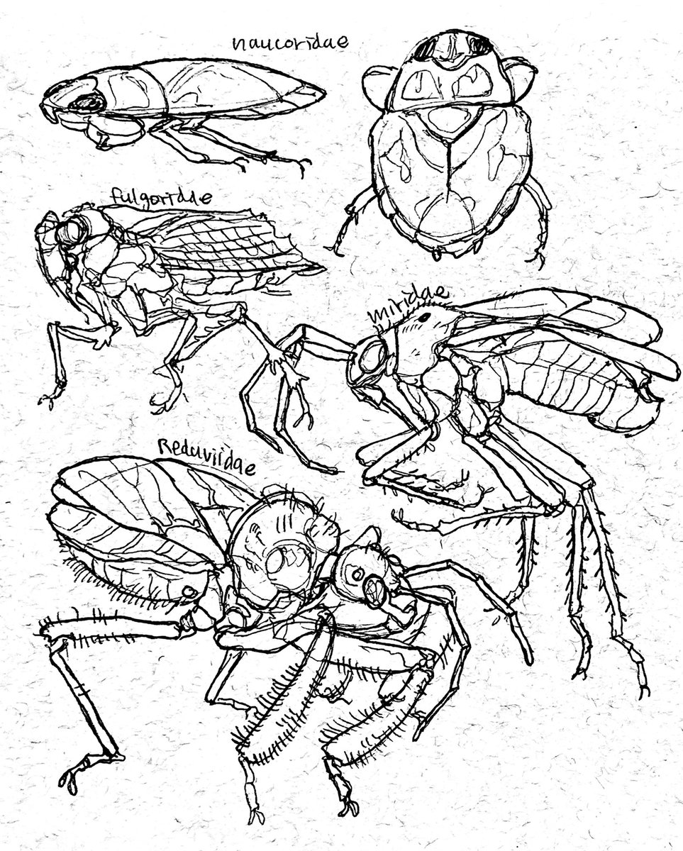 Here's a bunch of specimen studies done during class featuring hemiptera, coleoptera, and some other assorted orders
#entomology 