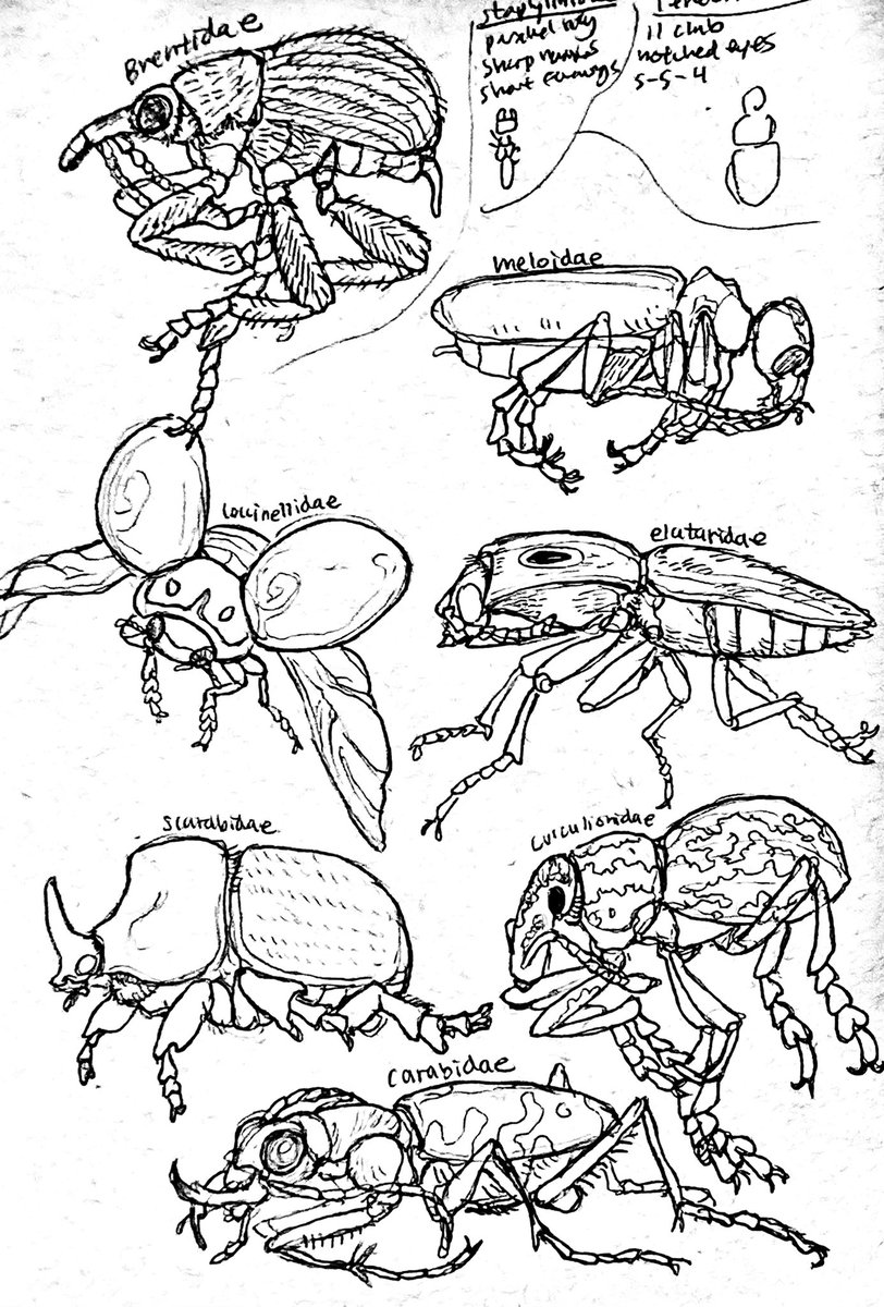 Here's a bunch of specimen studies done during class featuring hemiptera, coleoptera, and some other assorted orders
#entomology 