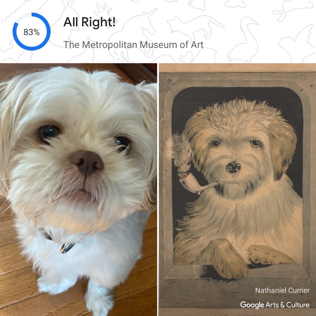 On the left, a photo of a fluffy white dog with black eyes staring at the camera. On the right, a drawing of a fluffy white dog staring at the viewer, smoking a pipe. Above the dogs, the title of the artwork is displayed: All Right!, from The Metropolitan Museum of Art. It is from the Google Arts & Culture app, and they have a 83% match. At the bottom right, it says: Nathaniel Currier and Google Arts & Culture