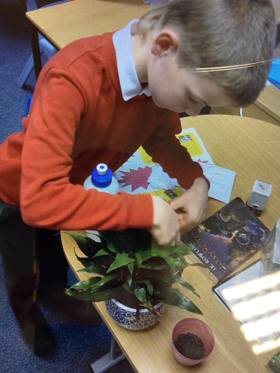 FeatherstoneYR5's tweet photo. In the last few science lessons in Year 5, we have been investigating how plants reproduce. We aimed to understand each part and being able to locate them. Concluding this lesson, we had a go at cloning our own plant. I look forward to seeing it grow. https://t.co/eDQ0CL0Yxx