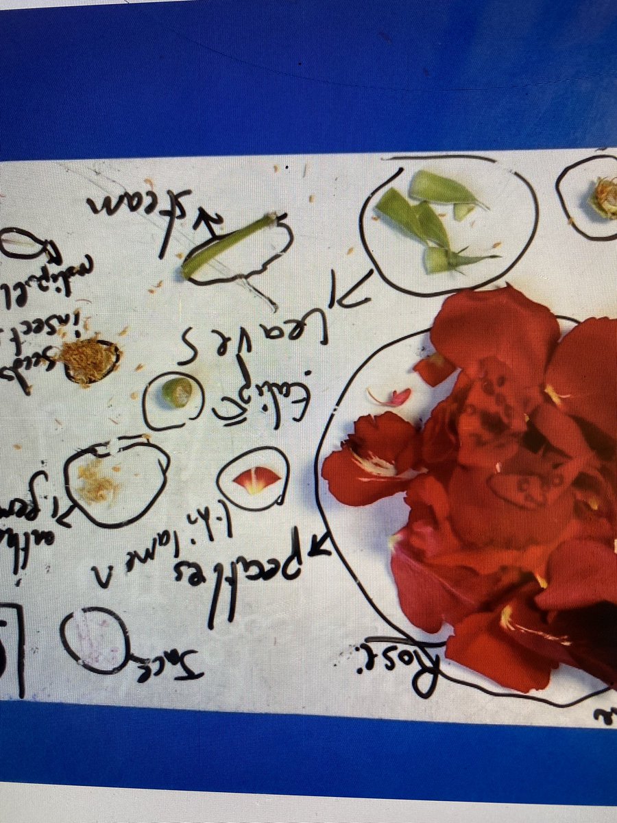 FeatherstoneYR5's tweet photo. In the last few science lessons in Year 5, we have been investigating how plants reproduce. We aimed to understand each part and being able to locate them. Concluding this lesson, we had a go at cloning our own plant. I look forward to seeing it grow. https://t.co/eDQ0CL0Yxx