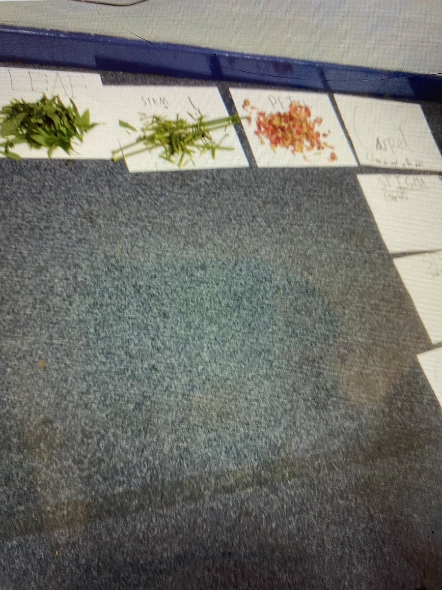 FeatherstoneYR5's tweet photo. In the last few science lessons in Year 5, we have been investigating how plants reproduce. We aimed to understand each part and being able to locate them. Concluding this lesson, we had a go at cloning our own plant. I look forward to seeing it grow. https://t.co/eDQ0CL0Yxx