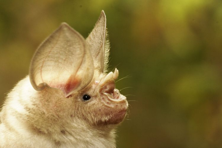 albertabats's tweet photo. "Q" bats #BatABC
There are none! So, in its place, how about the bats of Qatar?
FOUR species listed for Qatar: Trident Bat (Asellia tridens), Sind Serotine Bat (Rhyneptesicus nasutus), Desert Long-eared Bat (Otonycteris hemprichii) & Naked-rumped Tomb Bat (Taphozous nudiventris) https://t.co/FzkWnHZTBX